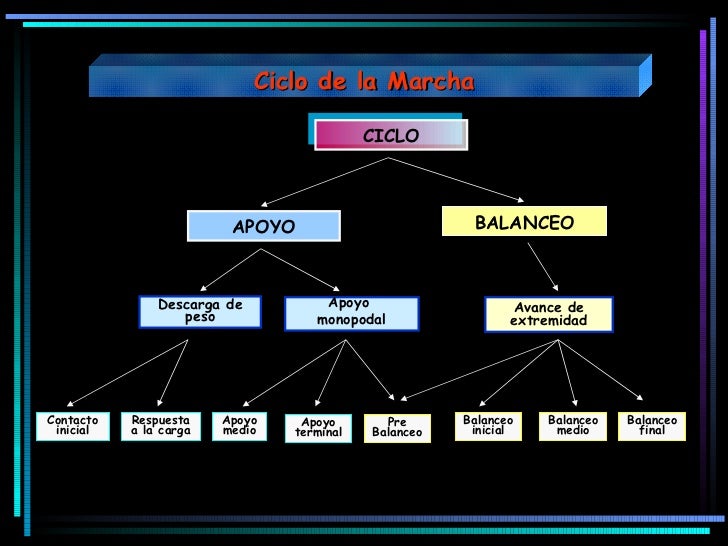 16988325 analisis-biomecanico-de-la-marcha