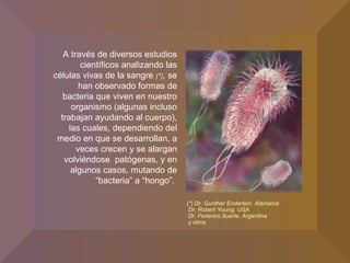 A través de diversos estudios científicos analizando las células vivas de la sangre  (*) , se han observado formas de bacteria que viven en nuestro organismo (algunas incluso trabajan ayudando al cuerpo), las cuales, dependiendo del medio en que se desarrollan, a veces crecen y se alargan volviéndose  patógenas, y en algunos casos, mutando de “bacteria” a “hongo”.  (*) Dr. Gunther Enderlein, Alemania Dr. Robert Young, USA Dr. Federico Ituarte, Argentina y otros 