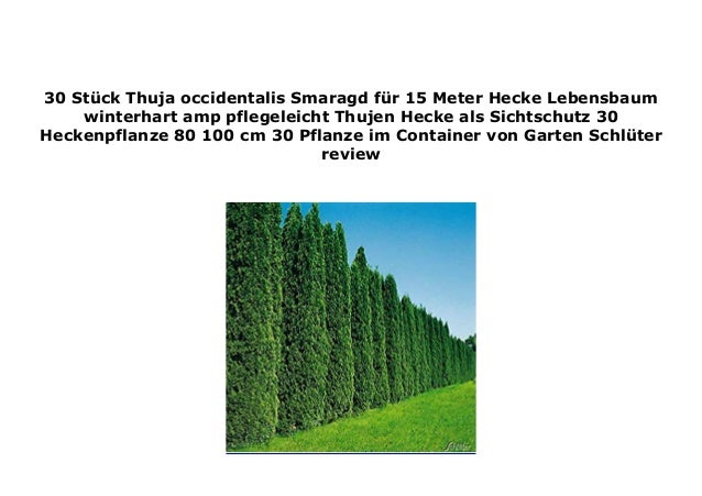 Top Five Hecke Thuja Smaragd Pflanzen Story Medicine Asheville