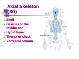Axial Skeleton
(80)
 Skull
 Ossicles of the
middle ear
 Hyoid bone
 Thorax or chest
 Vertebral column
 