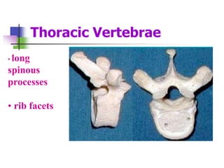 • long
spinous
processes
• rib facets
Thoracic Vertebrae
 