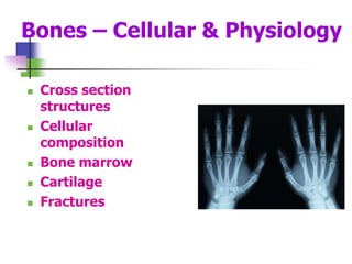 Bones – Cellular & Physiology
 Cross section
structures
 Cellular
composition
 Bone marrow
 Cartilage
 Fractures
 