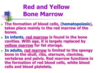 Red and Yellow
Bone Marrow
 The formation of blood cells, (hematopoiesis),
takes place mainly in the red marrow of the
bones.
 In infants, red marrow is found in the bone
cavities. With age, it is largely replaced by
yellow marrow for fat storage.
 In adults, red marrow is limited to the spongy
bone in the skull, ribs, sternum, clavicles,
vertebrae and pelvis. Red marrow functions in
the formation of red blood cells, white blood
cells and blood platelets.
 