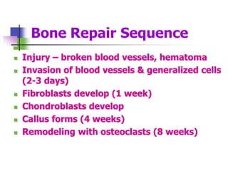 Bone Repair Sequence
 Injury – broken blood vessels, hematoma
 Invasion of blood vessels & generalized cells
(2-3 days)
 Fibroblasts develop (1 week)
 Chondroblasts develop
 Callus forms (4 weeks)
 Remodeling with osteoclasts (8 weeks)
 