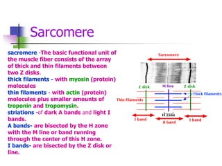 Sarcomere
sacromere -The basic functional unit of
the muscle fiber consists of the array
of thick and thin filaments between
two Z disks.
thick filaments - with myosin (protein)
molecules
thin filaments - with actin (protein)
molecules plus smaller amounts of
troponin and tropomysin.
striations -of dark A bands and light I
bands.
A bands- are bisected by the H zone
with the M line or band running
through the center of this H zone.
I bands- are bisected by the Z disk or
line.
 