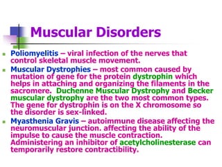 Muscular Disorders
 Poliomyelitis – viral infection of the nerves that
control skeletal muscle movement.
 Muscular Dystrophies – most common caused by
mutation of gene for the protein dystrophin which
helps in attaching and organizing the filaments in the
sacromere. Duchenne Muscular Dystrophy and Becker
muscular dystrophy are the two most common types.
The gene for dystrophin is on the X chromosome so
the disorder is sex-linked.
 Myasthenia Gravis – autoimmune disease affecting the
neuromuscular junction. affecting the ability of the
impulse to cause the muscle contraction.
Administering an inhibitor of acetylcholinesterase can
temporarily restore contractibility.
 