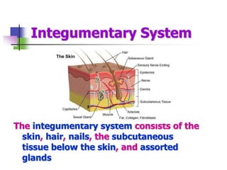 Integumentary System
The integumentary system consists of the
skin, hair, nails, the subcutaneous
tissue below the skin, and assorted
glands
 
