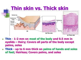 Thin skin vs. Thick skin
 Thin - 1-2 mm on most of the body and 0.5 mm in
eyelids – Hairy; Covers all parts of the body except
palms, soles
 Thick - up to 6 mm thick on palms of hands and soles
of feet; Hairless; Covers palms, and soles
 