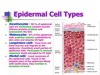Epidermal Cell Types
 Keratinocytes - 90 % of epidermal
cells are keratinized contains keratin
(fibrous protein) protects and
waterproofs the skin
 Melanocytes - 8% of the epidermal
cells produces melanin contributes to
skin color and absorbs UV light
 Langerhans cells - Arise from red
bone marrow and migrate to the
epidermis -Constitute small portion of
epidermal cells -Participate in immune
responses Easily damaged by UV light
 Merkel cells - Least numerous of
the epidermal cells Found in the
deepest layer of the epidermis-Along
with tactile discs, they function in
sensation of touch
 