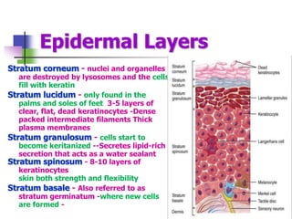 Epidermal Layers
Stratum corneum - nuclei and organelles
are destroyed by lysosomes and the cells
fill with keratin
Stratum lucidum - only found in the
palms and soles of feet 3-5 layers of
clear, flat, dead keratinocytes -Dense
packed intermediate filaments Thick
plasma membranes
Stratum granulosum - cells start to
become keritanized --Secretes lipid-rich
secretion that acts as a water sealant
Stratum spinosum - 8-10 layers of
keratinocytes
skin both strength and flexibility
Stratum basale - Also referred to as
stratum germinatum -where new cells
are formed -
 