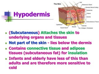 Hypodermis
 (Subcutaneous) Attaches the skin to
underlying organs and tissues
 Not part of the skin - lies below the dermis
 Contains connective tissue and adipose
tissues (subcutaneous fat) for insulation
 Infants and elderly have less of this than
adults and are therefore more sensitive to
cold
 
