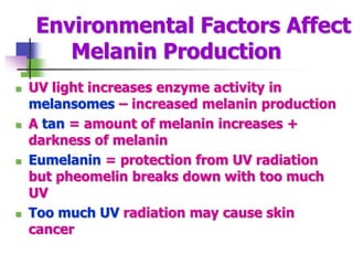 Environmental Factors Affect
Melanin Production
 UV light increases enzyme activity in
melansomes – increased melanin production
 A tan = amount of melanin increases +
darkness of melanin
 Eumelanin = protection from UV radiation
but pheomelin breaks down with too much
UV
 Too much UV radiation may cause skin
cancer
 