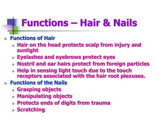 Functions – Hair & Nails
 Functions of Hair
 Hair on the head protects scalp from injury and
sunlight
 Eyelashes and eyebrows protect eyes
 Nostril and ear hairs protect from foreign particles
 Help in sensing light touch due to the touch
receptors associated with the hair root plexuses.
 Functions of the Nails
 Grasping objects
 Manipulating objects
 Protects ends of digits from trauma
 Scratching
 