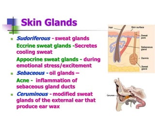 Skin Glands
 Sudoriferous - sweat glands
Eccrine sweat glands -Secretes
cooling sweat
Appocrine sweat glands - during
emotional stress/excitement
 Sebaceous - oil glands –
Acne - inflammation of
sebaceous gland ducts
 Ceruminous - modified sweat
glands of the external ear that
produce ear wax
 