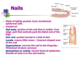 Nails
 Made of tightly packed, hard, keratinized
epidermal cells
 Consist of:
Nail body: portion of the nail that is visible- Free
edge: part that extends past the distal end of the
digit
Nail root: portion buried in a fold of skin
Lunula: means little moon - Crescent shaped area
of the nail
Hyponychium: secures the nail to the fingertip -
Thickened stratum corneum
Eponychium or cuticle: narrow band of epidermis-
Growth of nails is in the nail matrix.
 