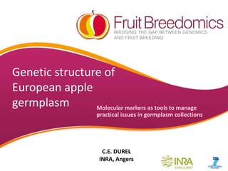 Genetic structure of
European apple
germplasm Molecular markers as tools to manage
practical issues in germplasm collections
C.E. DUREL
INRA, Angers
 