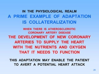 IN THE PHYSIOLOGICAL REALM
A PRIME EXAMPLE OF ADAPTATION
IS COLLATERALIZATION
WHEN THERE IS ATHEROSCLEROTIC
CORONARY ARTERY DISEASE
THE DEVELOPMENT OF NEW CORONARY
ARTERIES TO SUPPLY THE HEART
WITH THE NUTRIENTS AND OXYGEN
THAT IT NEEDS TO FUNCTION
THIS ADAPTATION MAY ENABLE THE PATIENT
TO AVERT A POTENTIAL HEART ATTACK
29
 