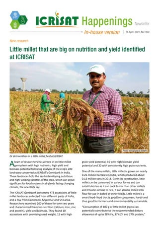Newsletter
Happenings
In-house version 16 April 2021, No.1902
New research
Little millet that are big on nutrition and yield identified
at ICRISAT
Ateam of researchers has zeroed in on little millet
germplasm with high nutrients, high yield and
biomass potential following analysis of the crop’s 200
landraces conserved at ICRISAT’s Genebank in India.
These landraces hold the key to developing nutritious
and high-yielding varieties of the crop, which can prove
significant for food systems in drylands facing changing
climate, the scientists say.
The ICRISAT Genebank conserves 473 accessions of little
millet landraces collected from different parts of India,
and a few from Cameroon, Myanmar and Sri Lanka.
Researchers examined 200 of these for over two years
and characterized them for nutrition (calcium, iron, zinc
and protein), yield and biomass. They found 10
accessions with promising seed weight, 15 with high
grain yield potential, 15 with high biomass yield
potential and 30 with consistently high grain nutrients.
One of the many millets, little millet is grown on nearly
0.26 million hectares in India, which produced about
0.12 million tons in 2018. Given its constitution, little
millet can be consumed in various forms and can
substitute rice as it can cook faster than other millets
and it tastes similar to rice. It can also be milled into
flour for use in baked or other foods. Little millet is a
smart food- food that is good for consumers, hardy and
thus good for farmers and environmentally sustainable.
“Consumption of 100 g of little millet grains can
potentially contribute to the recommended dietary
allowance of up to 28% Fe, 37% Zn and 27% protein,”
Dr Vetriventhan in a little millet field at ICRISAT.
Photo: Venugopal R, ICRISAT
 