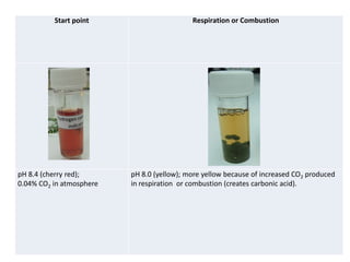 16 b1.33b carbon dioxide indicator | PPTX