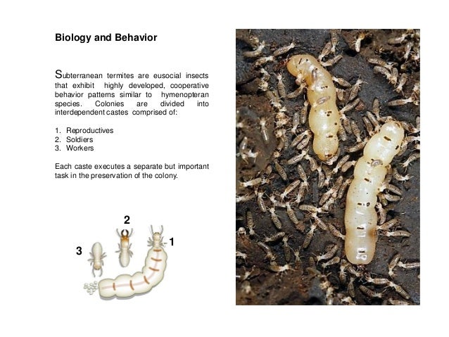 PreservingHistorySubterraneanTermitePreventionin
