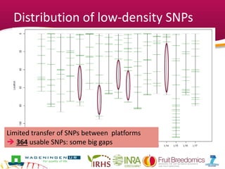 Distribution of low-density SNPs
Limited transfer of SNPs between platforms
 364 usable SNPs: some big gaps
 