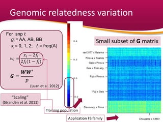 Genomic relatedness variation
xi = 0, 1, 2; fi = freq(A)
𝑤𝑖 =
𝑥𝑖 − 2𝑓𝑖
2𝑓𝑖 1 − 𝑓𝑖
𝑮 =
𝑾𝑾′
𝑝
(Luan et al. 2012)
For snp i:
gi = AA, AB, BB Small subset of G matrix
Application FS family
Training population
“Scaling”
(Strandén et al. 2011)
 