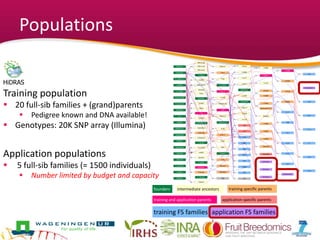 Populations
founders training specific parents
training and application parents application specific parents
training FS families application FS families
intermediate ancestors
Delicious
GoldenDel
F2_26829-2-2
Jonathan
F_X-4598
AntonovkaOB
F_B8_34.16
DrOldenbu
Cox
Jefferies
PRI830-101
Wagenerap
RallsJan
RomBeauty
Clochard
O53T136
F_JamesGr
LadyWill
McIntosh
PRI14-126
PRI14-152
PRI14-510
F_Prima
X-4598
BVIII_34.16
Alkmene
Clivia
Winesap
X-4828
Idared
Fuji
Crandall
M_PRI668-100
KidsOrRed
Rubinette
Chantecler
F_Ill_#2
TN_R10A8
X-6823
JamesGr
F_Reka
Braeburn
PinkLady
F_Reanda
Telamon
PRI612-1
Prima
Z185
F_X-4355
Pinova
X-3188
PRI668-100
Gala
PRI672-3
ReiDuMans
Ill_#2
X-6417
Priam
Reka
Rewena
Pirol
Reanda
Discovery
TeBr
Florina
X-4355
X-3177
X-2771
RedWinter
X-6799
GranSmith
Coop-17
X-4638
X-3174
338
313
FuGa
GaCr
GaPi
RePir
FuPi
PiRea
DiPr
JoPr
X-6820
X-6681
X-3143
Galarina
X-6564
X-3263
RedWinterX3177
Baujade
X-3259
X-6679
X-6808
Dorianne
Choupette
B3F-fam2
B3F-fam1
B3F-fam4
X-6398
X-6683
X-3318
X-3305
12_O
I_BB
12_I
12_K
12_L
I_CC
Novadi-fam2
I_W
Novadi-fam1
I_M
12_F
12_J
I_J
12_P
12_N
HiDRAS
Training population
 20 full-sib families + (grand)parents
 Pedigree known and DNA available!
 Genotypes: 20K SNP array (Illumina)
Application populations
 5 full-sib families (= 1500 individuals)
 Number limited by budget and capacity
 