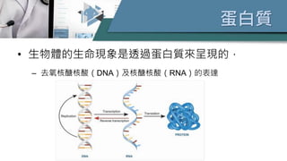 蛋白質
• 生物體的生命現象是透過蛋白質來呈現的，
– 去氧核醣核酸（DNA）及核醣核酸（RNA）的表達
 