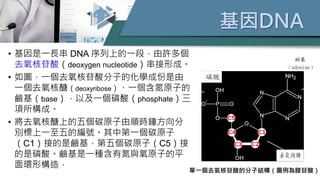 基因DNA
• 基因是一長串 DNA 序列上的一段，由許多個
去氧核苷酸（deoxygen nucleotide）串接形成。
• 如圖，一個去氧核苷酸分子的化學成份是由
一個去氧核醣（deoxyribose）、一個含氮原子的
鹼基（base），以及一個磷酸（phosphate）三
項所構成。
• 將去氧核醣上的五個碳原子由順時鐘方向分
別標上一至五的編號。其中第一個碳原子
（C1）接的是鹼基，第五個碳原子（C5）接
的是磷酸。鹼基是一種含有氮與氧原子的平
面環形構造，
單一個去氧核苷酸的分子結構（圖例為腺苷酸）
 