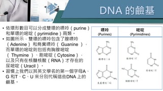 DNA 的鹼基
嘌呤
(Purines)
嘧啶
(Pyrimidines)
• 依環形數目可以分成雙環的嘌呤（purine）
和單環的嘧啶（pyrimidine）兩類。
• 如圖所示，雙環的嘌呤包含了腺嘌呤
（Adenine） 和鳥糞嘌呤（ Guanine ），
而單環的嘧啶則包括有胸腺嘧啶
（ Thymine ）、胞嘧啶（Cytosine），
以及只有在核醣核酸（RNA）才存在的
尿嘧啶（Uracil）。
• 習慣上我們以其英文學名的第一個字母A、
G 和T、C、U 來分別代稱這些DNA 上的
鹼基。
 