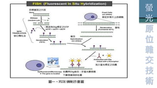 螢
光
原
位
雜
交
技
術
 