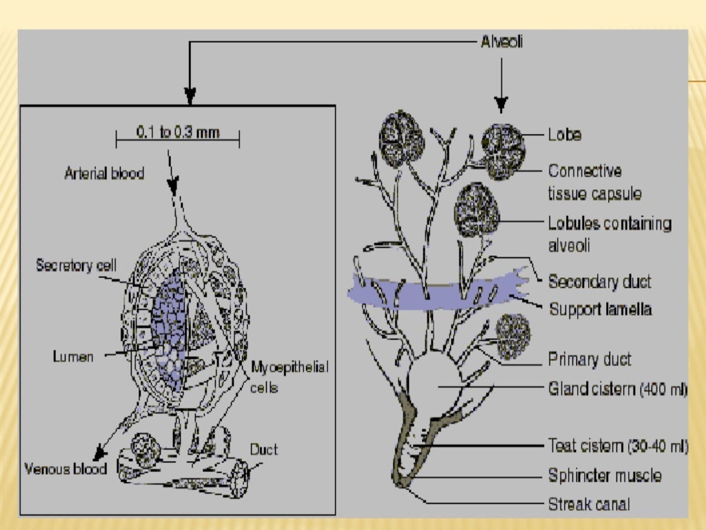 16 bovine mammary glands complete