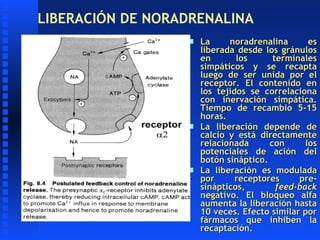 LIBERACIÓN DE NORADRENALINA <ul><li>La noradrenalina es liberada desde los gránulos en los terminales simpáticos y se reca...
