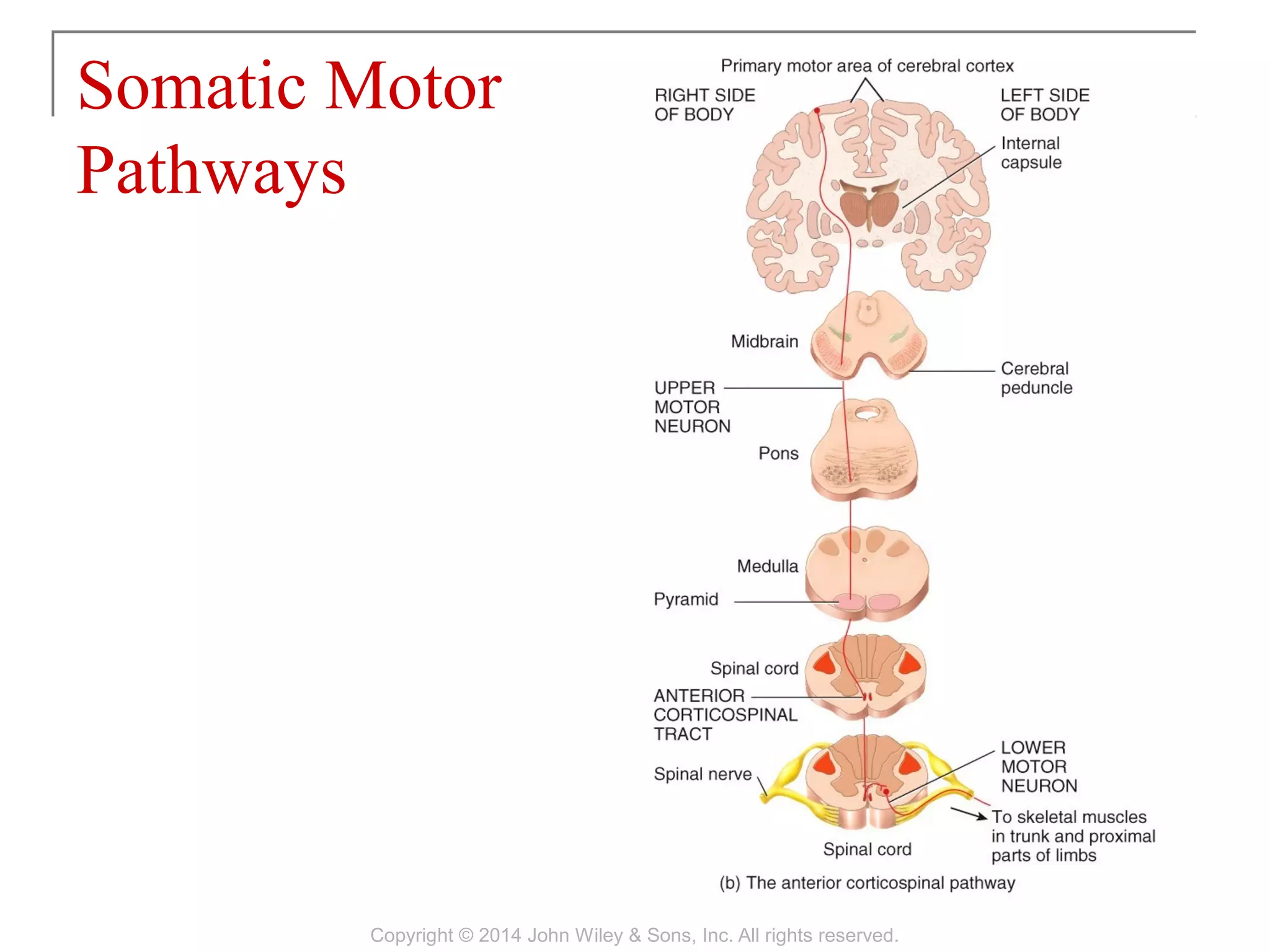 16 [chapter 16 sensory, motor, and integrative systems] | PPT