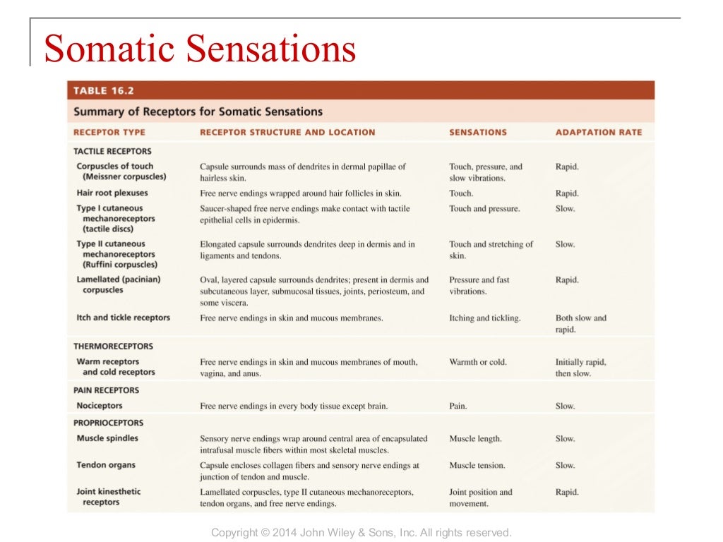 16 [chapter 16 sensory, motor, and integrative systems]