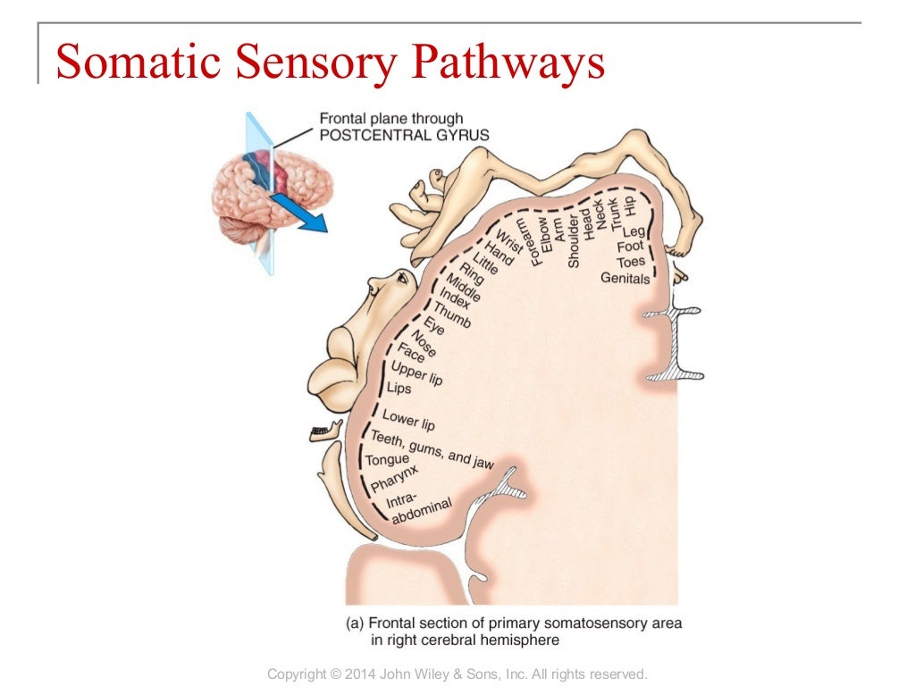 16 [chapter 16 sensory, motor, and integrative systems]