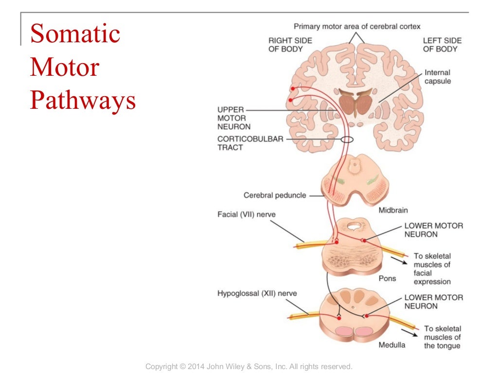 16 [chapter 16 sensory, motor, and integrative systems]