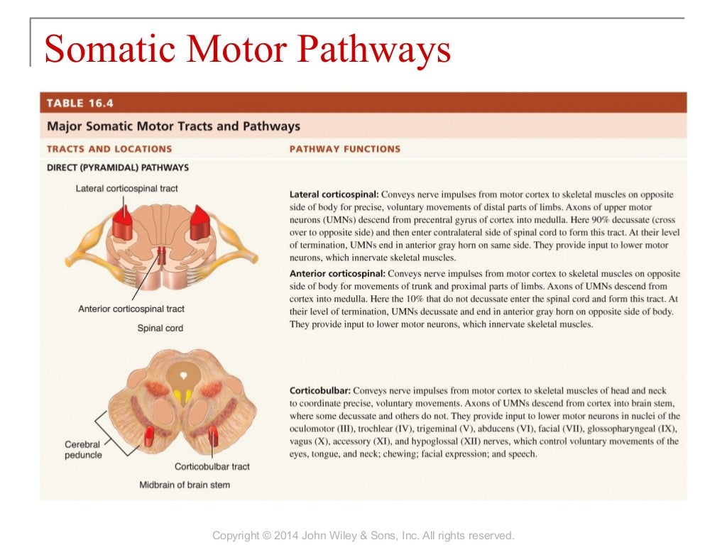 16 [chapter 16 sensory, motor, and integrative systems]