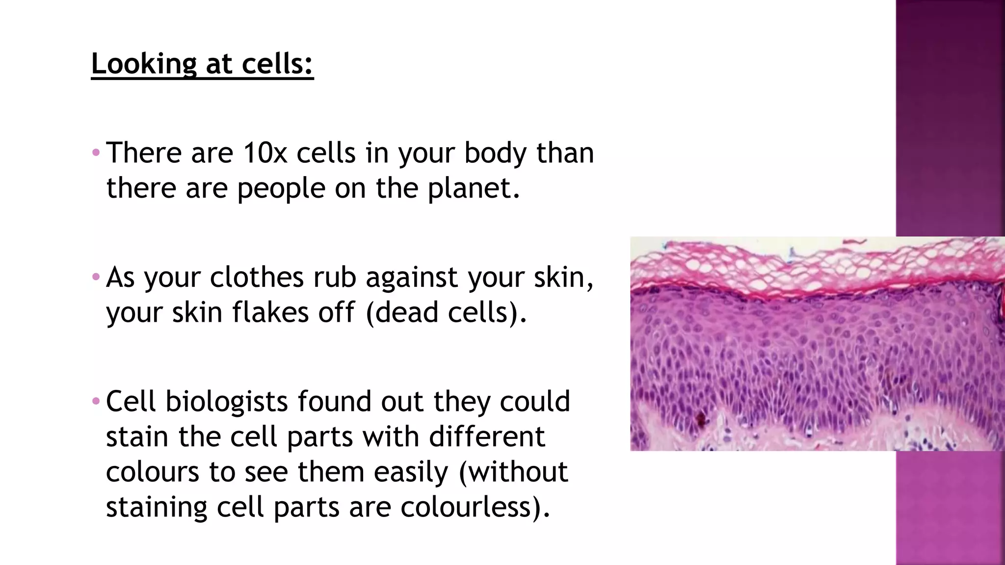 Looking at cells:
• There are 10x cells in your body than
there are people on the planet.
• As your clothes rub against your skin,
your skin flakes off (dead cells).
• Cell biologists found out they could
stain the cell parts with different
colours to see them easily (without
staining cell parts are colourless).
 