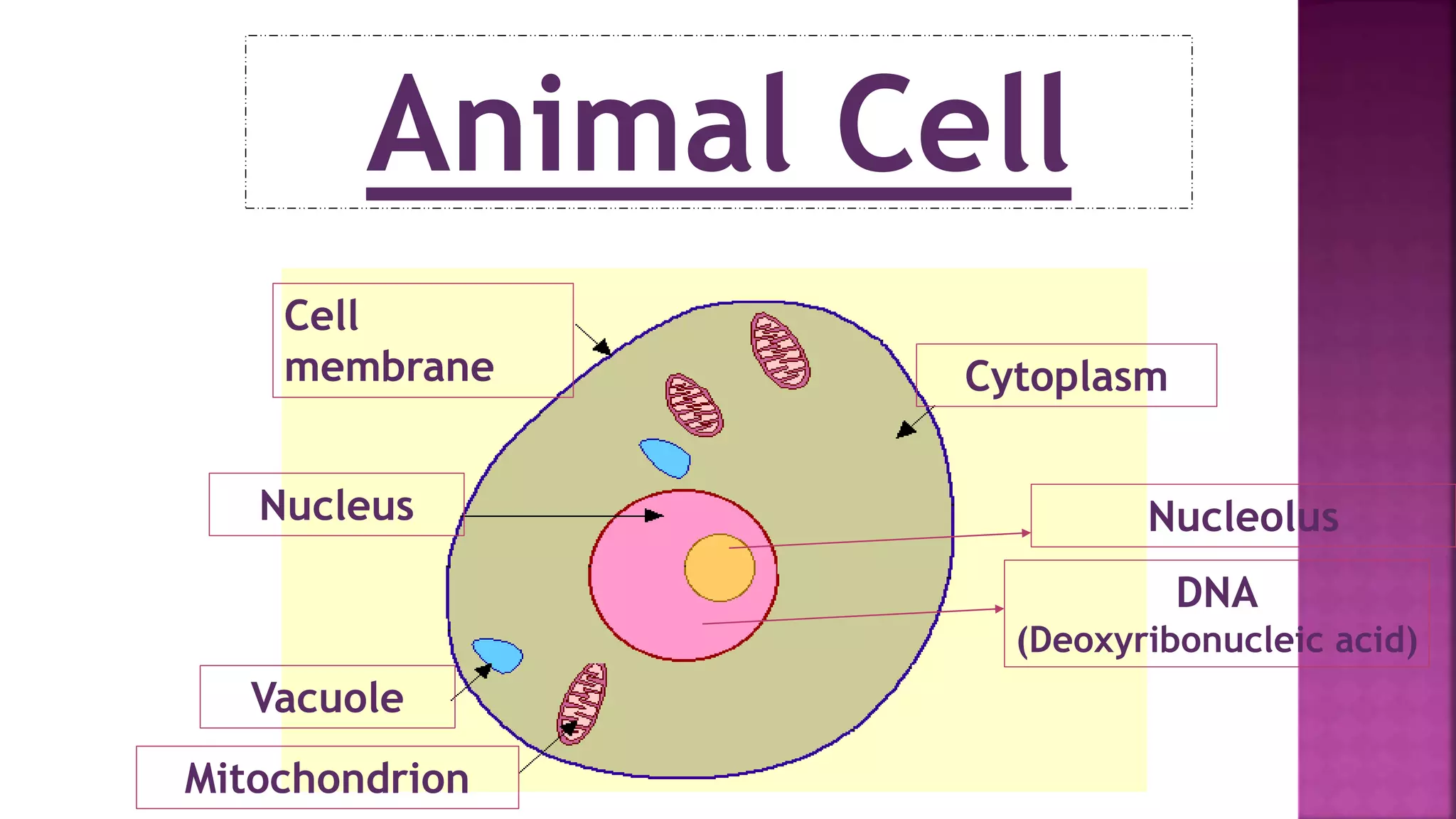 Animal Cell
Cell
membrane Cytoplasm
Nucleus
Vacuole
Mitochondrion
Nucleolus
DNA
(Deoxyribonucleic acid)
 