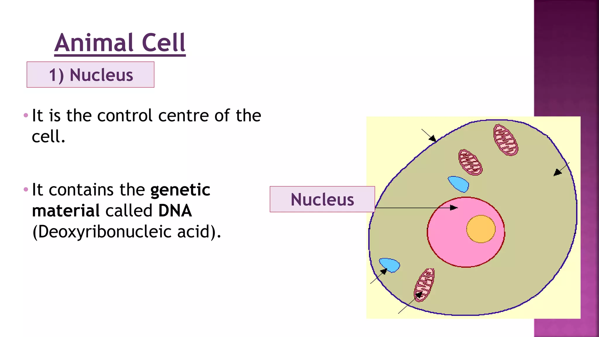 Animal Cell
Nucleus
1) Nucleus
• It is the control centre of the
cell.
• It contains the genetic
material called DNA
(Deoxyribonucleic acid).
 