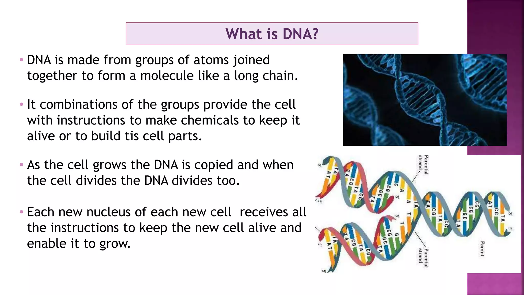 What is DNA?
• DNA is made from groups of atoms joined
together to form a molecule like a long chain.
• It combinations of the groups provide the cell
with instructions to make chemicals to keep it
alive or to build tis cell parts.
• As the cell grows the DNA is copied and when
the cell divides the DNA divides too.
• Each new nucleus of each new cell receives all
the instructions to keep the new cell alive and
enable it to grow.
 