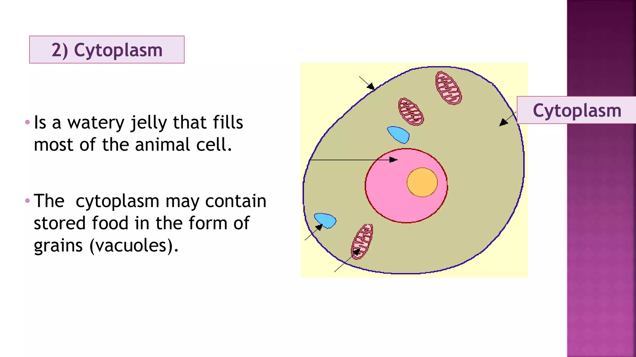 Cytoplasm
2) Cytoplasm
• Is a watery jelly that fills
most of the animal cell.
• The cytoplasm may contain
stored food in the form of
grains (vacuoles).
 