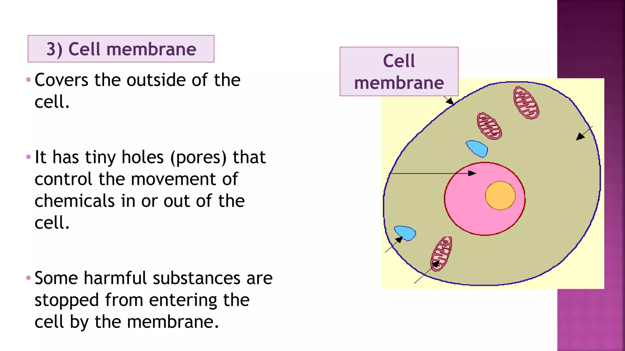 Cell
membrane
3) Cell membrane
• Covers the outside of the
cell.
• It has tiny holes (pores) that
control the movement of
chemicals in or out of the
cell.
• Some harmful substances are
stopped from entering the
cell by the membrane.
 