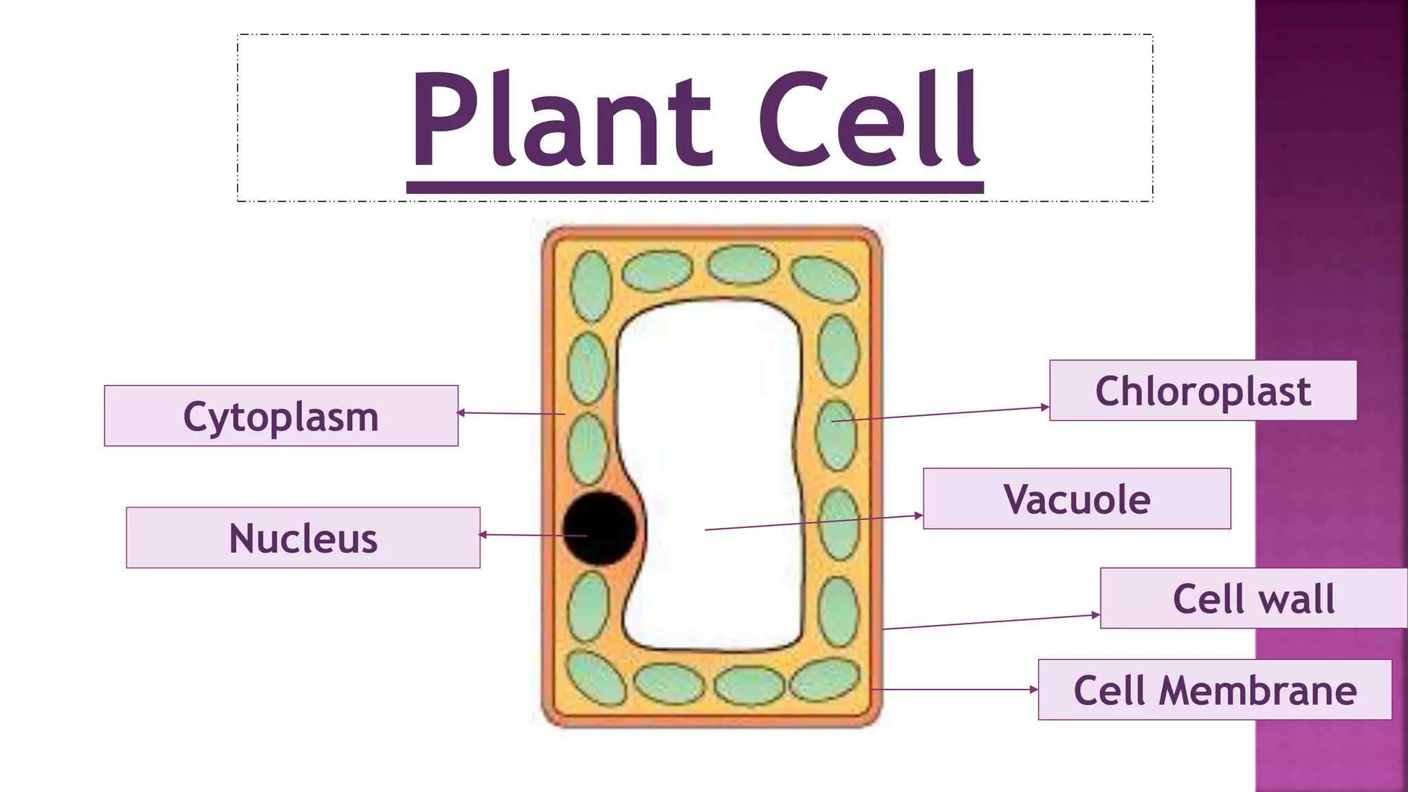 Plant Cell
Vacuole
Chloroplast
Cell wall
Cell Membrane
Cytoplasm
Nucleus
 