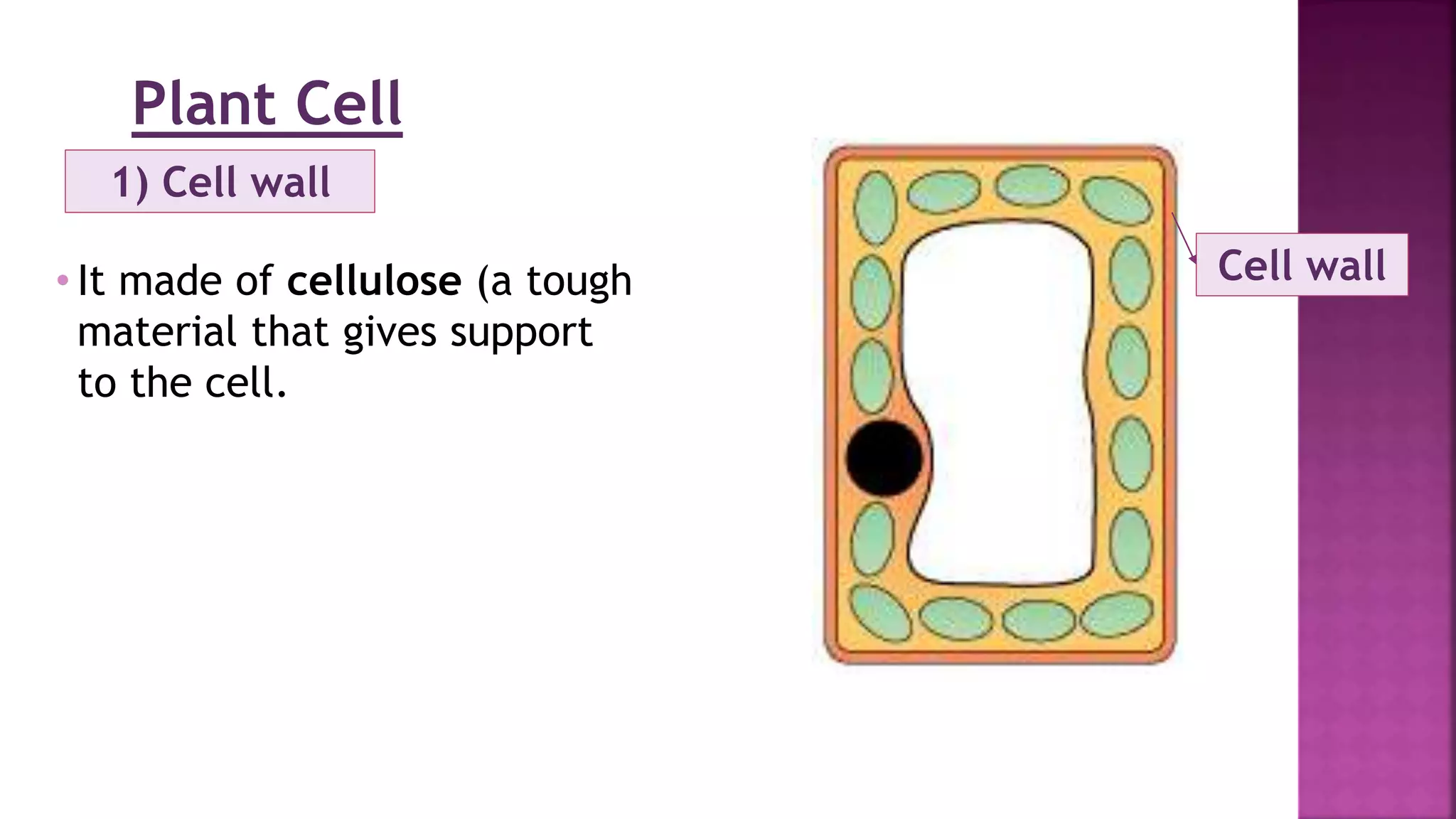 Plant Cell
1) Cell wall
• It made of cellulose (a tough
material that gives support
to the cell.
Cell wall
 