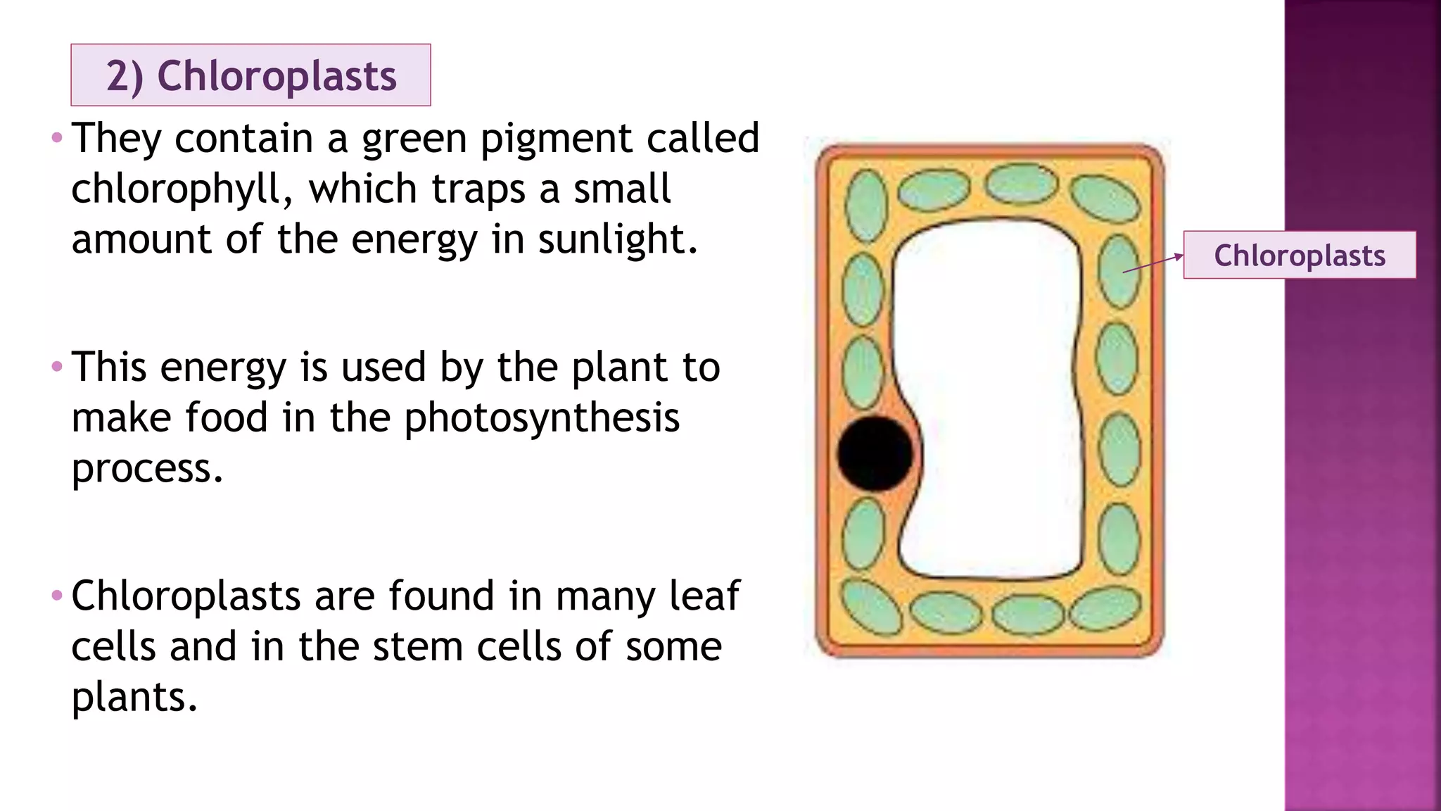 2) Chloroplasts
• They contain a green pigment called
chlorophyll, which traps a small
amount of the energy in sunlight.
• This energy is used by the plant to
make food in the photosynthesis
process.
• Chloroplasts are found in many leaf
cells and in the stem cells of some
plants.
Chloroplasts
 