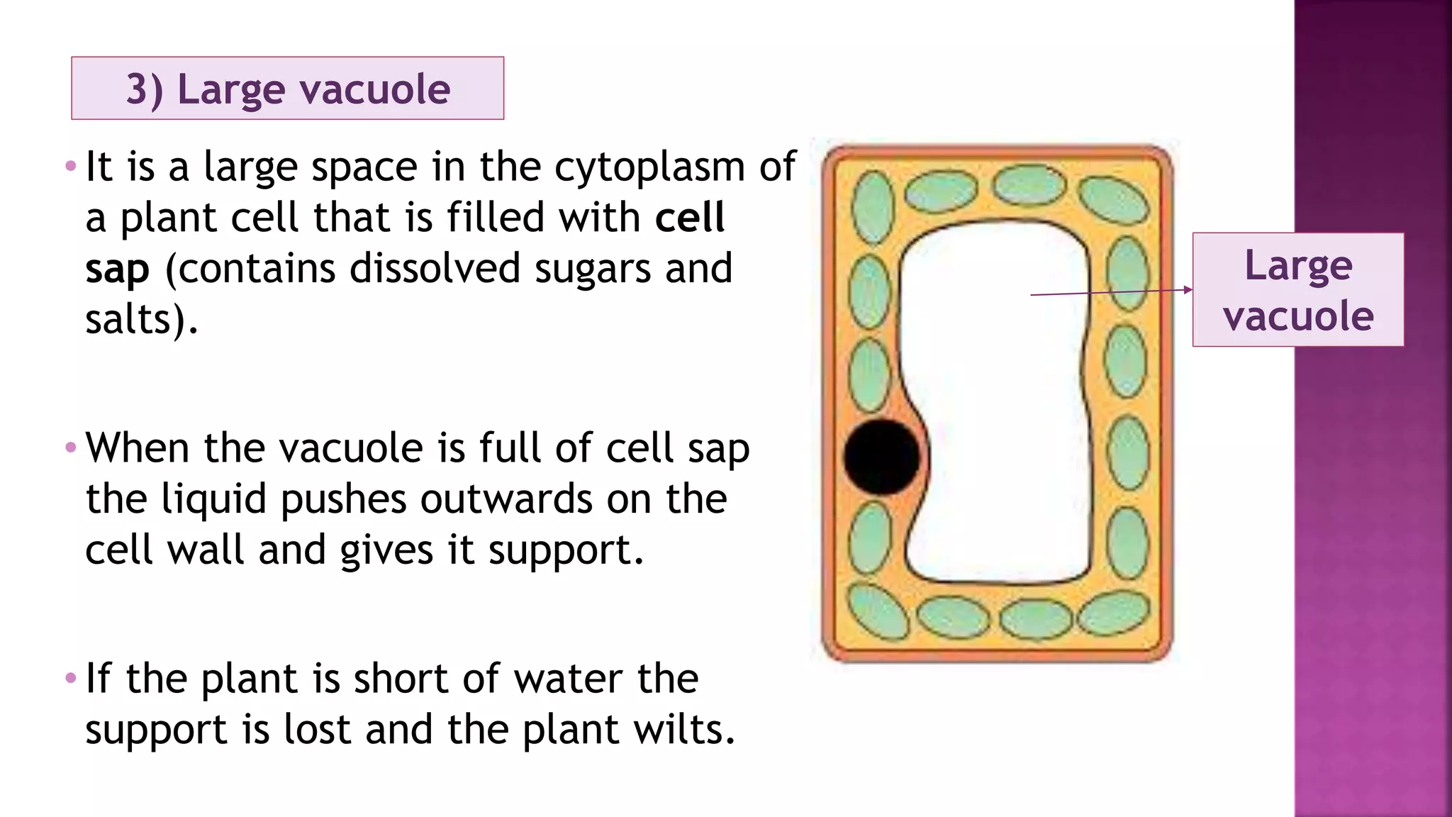 3) Large vacuole
• It is a large space in the cytoplasm of
a plant cell that is filled with cell
sap (contains dissolved sugars and
salts).
• When the vacuole is full of cell sap
the liquid pushes outwards on the
cell wall and gives it support.
• If the plant is short of water the
support is lost and the plant wilts.
Large
vacuole
 