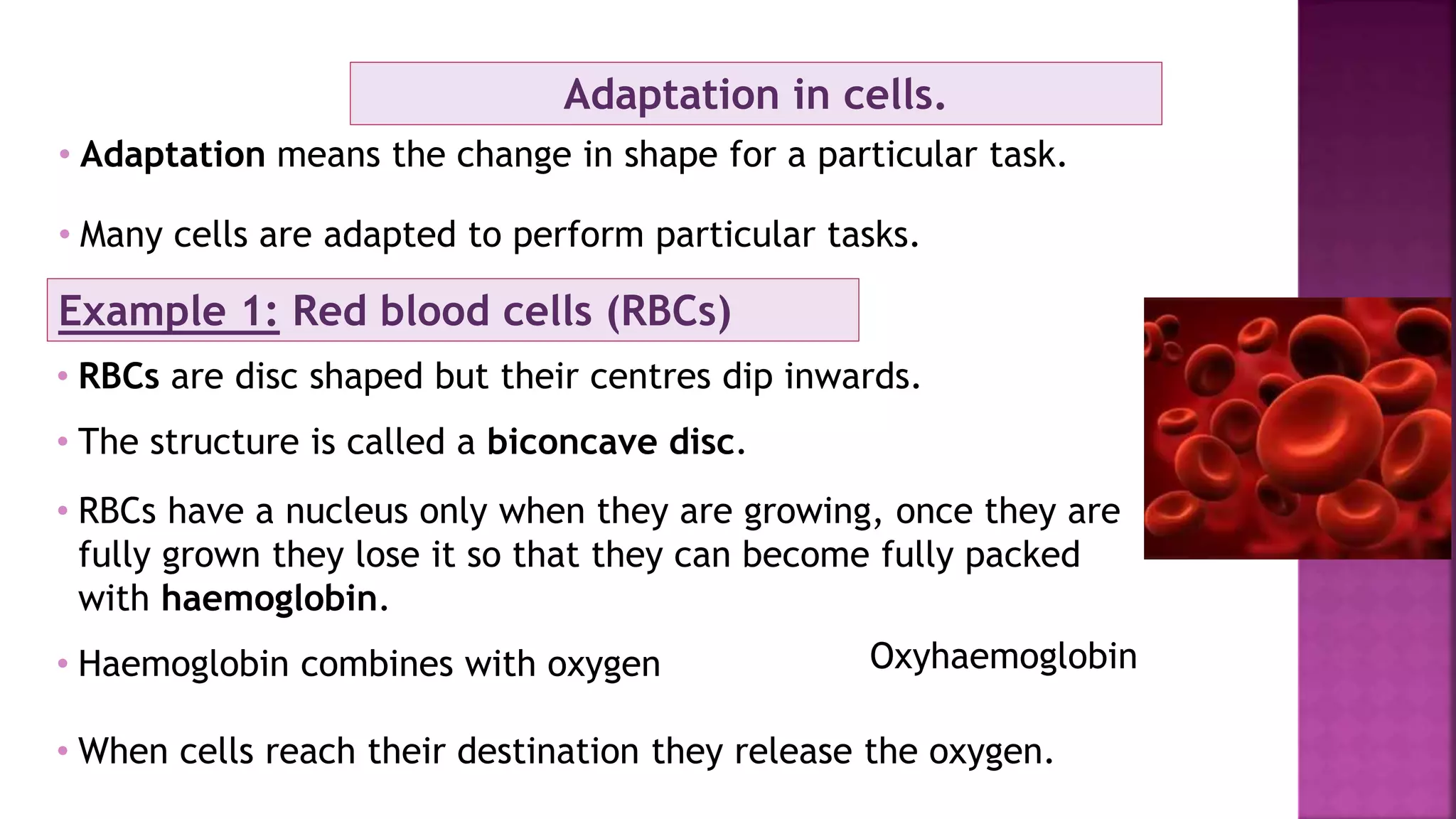 Adaptation in cells.
• Adaptation means the change in shape for a particular task.
• Many cells are adapted to perform particular tasks.
Example 1: Red blood cells (RBCs)
• RBCs are disc shaped but their centres dip inwards.
• The structure is called a biconcave disc.
• RBCs have a nucleus only when they are growing, once they are
fully grown they lose it so that they can become fully packed
with haemoglobin.
• Haemoglobin combines with oxygen
• When cells reach their destination they release the oxygen.
Oxyhaemoglobin
 