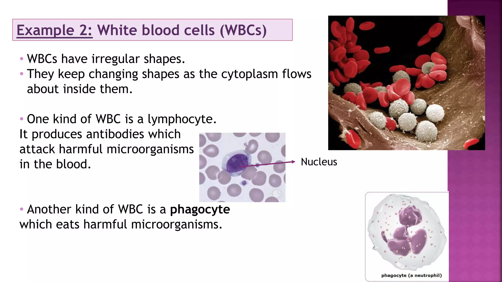 Example 2: White blood cells (WBCs)
• WBCs have irregular shapes.
• They keep changing shapes as the cytoplasm flows
about inside them.
• One kind of WBC is a lymphocyte.
It produces antibodies which
attack harmful microorganisms
in the blood.
• Another kind of WBC is a phagocyte
which eats harmful microorganisms.
Nucleus
 